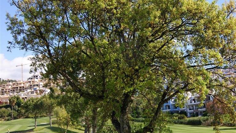 Apadrina un árbol en Los Arqueros Golf