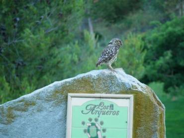 An unusual player visits Los Arqueros Golf
