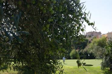 Olive’s season arrives to Los Arqueros Golf