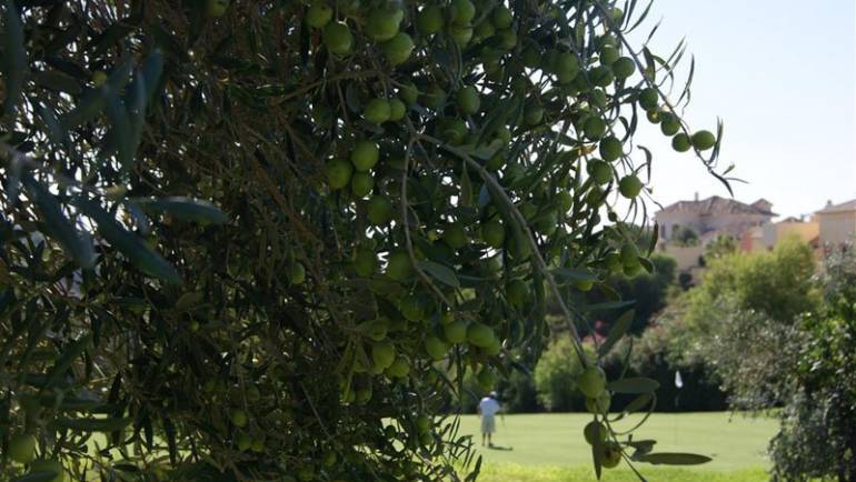 Olive’s season arrives to Los Arqueros Golf