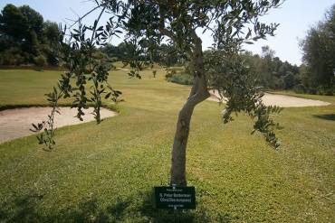 Plant your tree at Los Arqueros Golf!