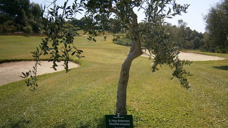 Plant your tree at Los Arqueros Golf!