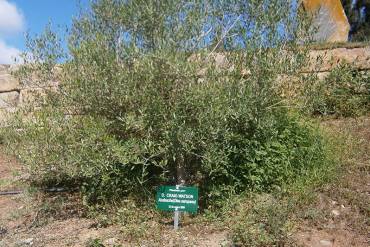 Plant a tree at Los Arqueros Golf!