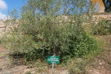 ¡Plantar un árbol en Los Arqueros Golf!