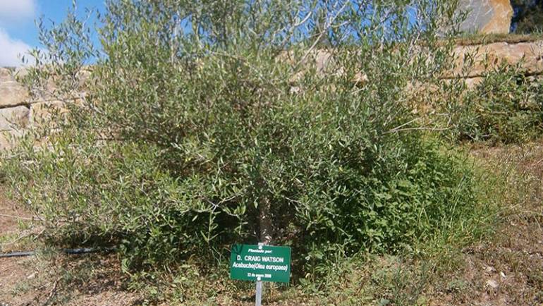 ¡Plantar un árbol en Los Arqueros Golf!