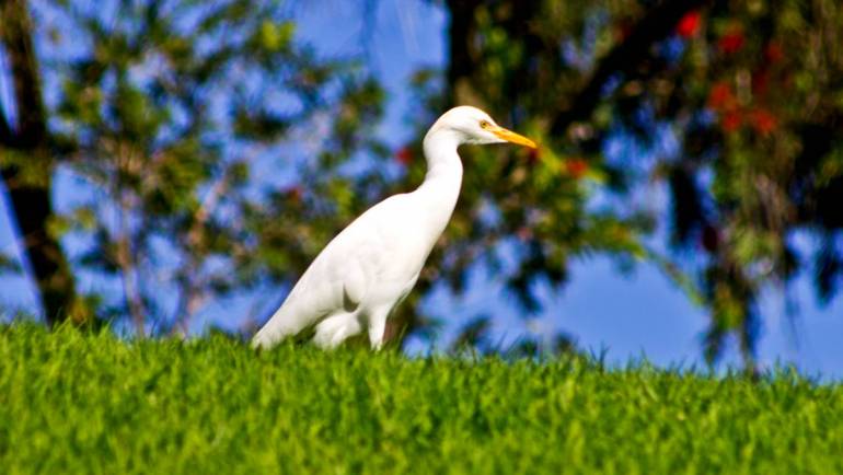 Los Arqueros Golf Fauna