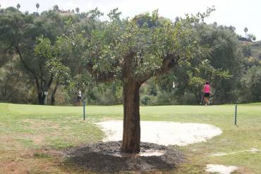 A new carob tree again protects the 4th hole of Los Arqueros