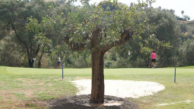 A new carob tree again protects the 4th hole of Los Arqueros