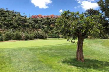 The emblematic Carob Tree from Hole 4
